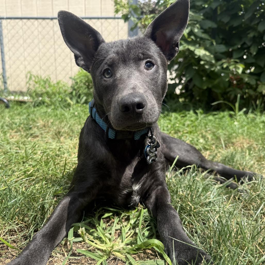 Enlarge Dibs, a Adoptable Mixed Breed in Rockville, MD image 2/6