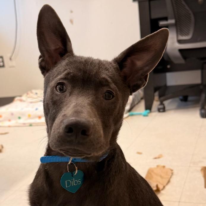 Enlarge Dibs, a Adoptable Mixed Breed in Rockville, MD image 4/6