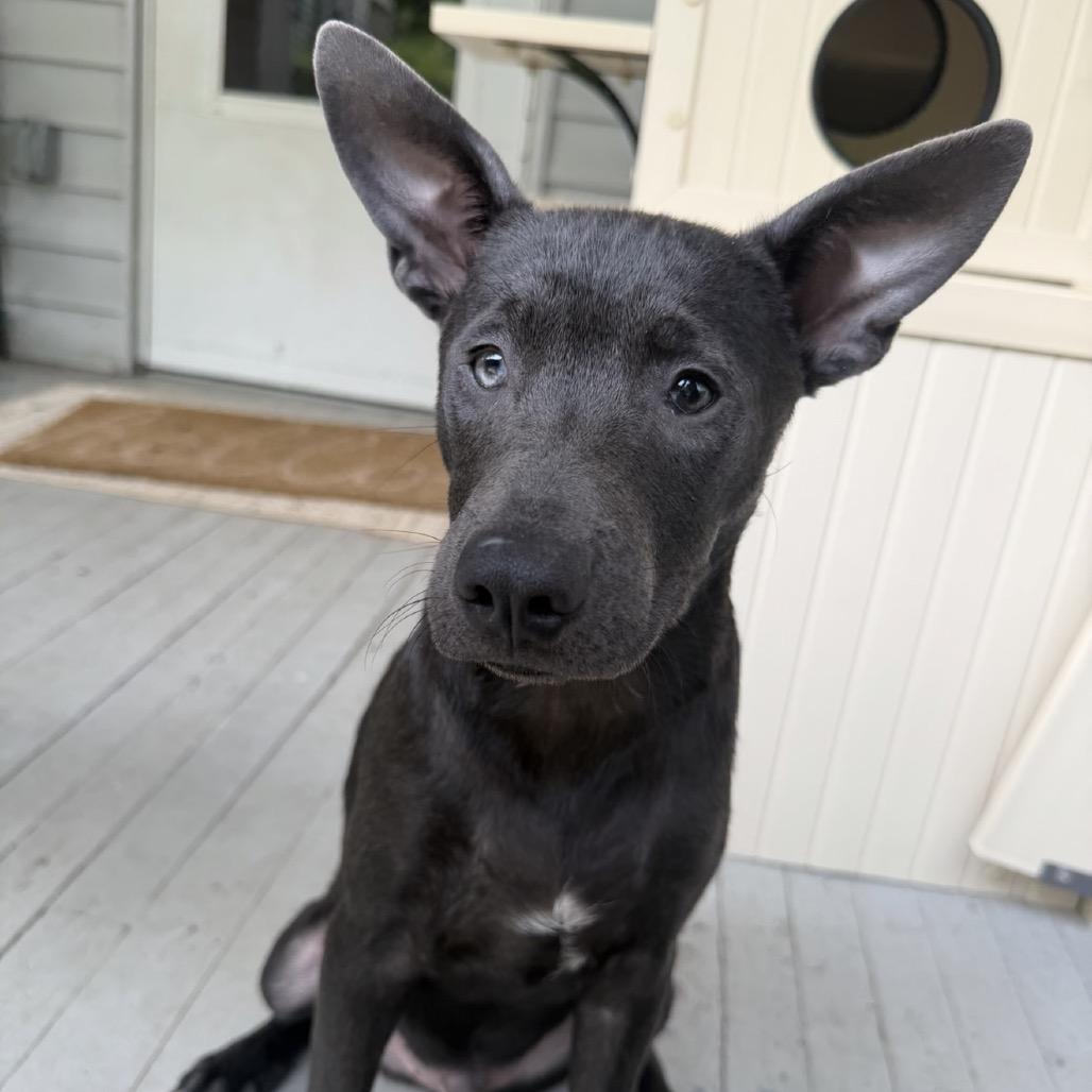 Enlarge Dibs, a Adoptable Mixed Breed in Rockville, MD image 5/6