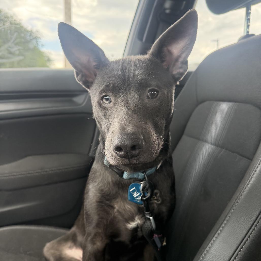 Enlarge Dibs, a Adoptable Mixed Breed in Rockville, MD image 6/6