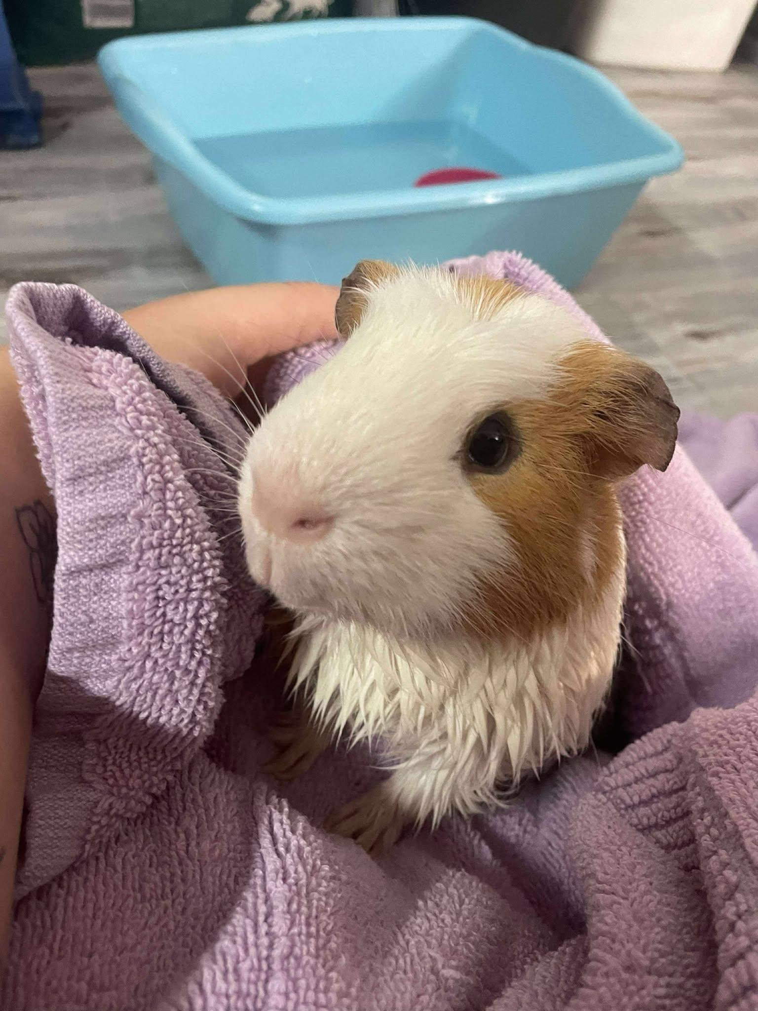 Mr. Pickles, a Adoptable Guinea Pig in Rochester, NY image 2/2