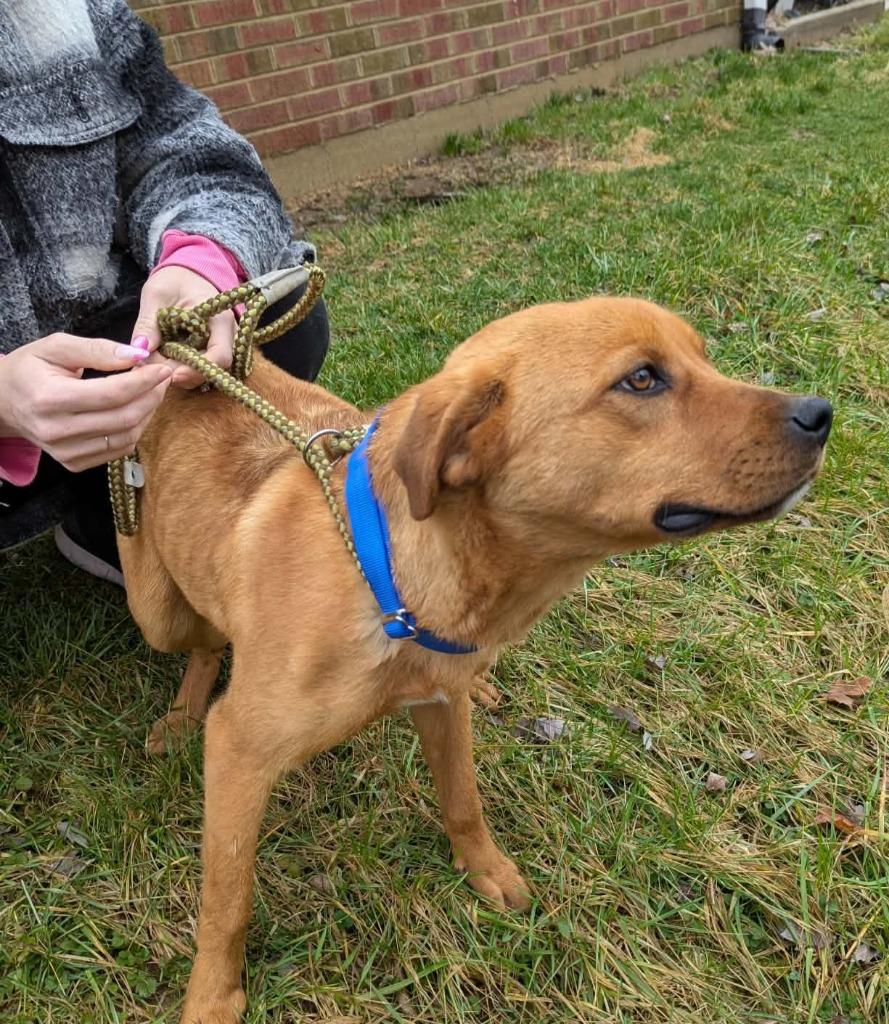 Loki, Adoptable, Young Male Mountain Cur.