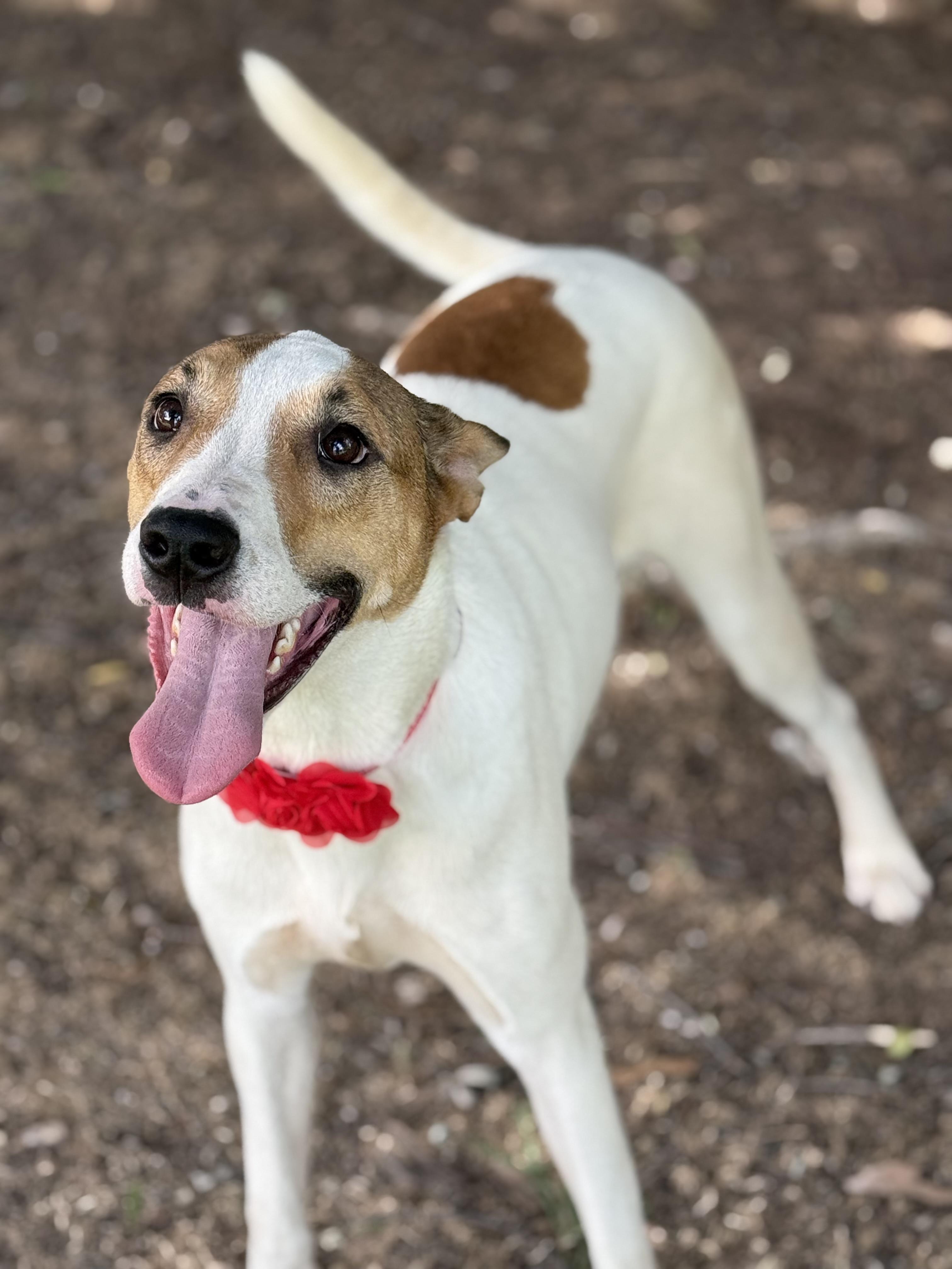 Enlarge Nephie, a Adoptable mixed breed in Phoenix, AZ image 1/1