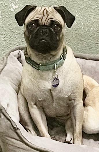 Baby Pug, Adoptable, Young Female Pug.