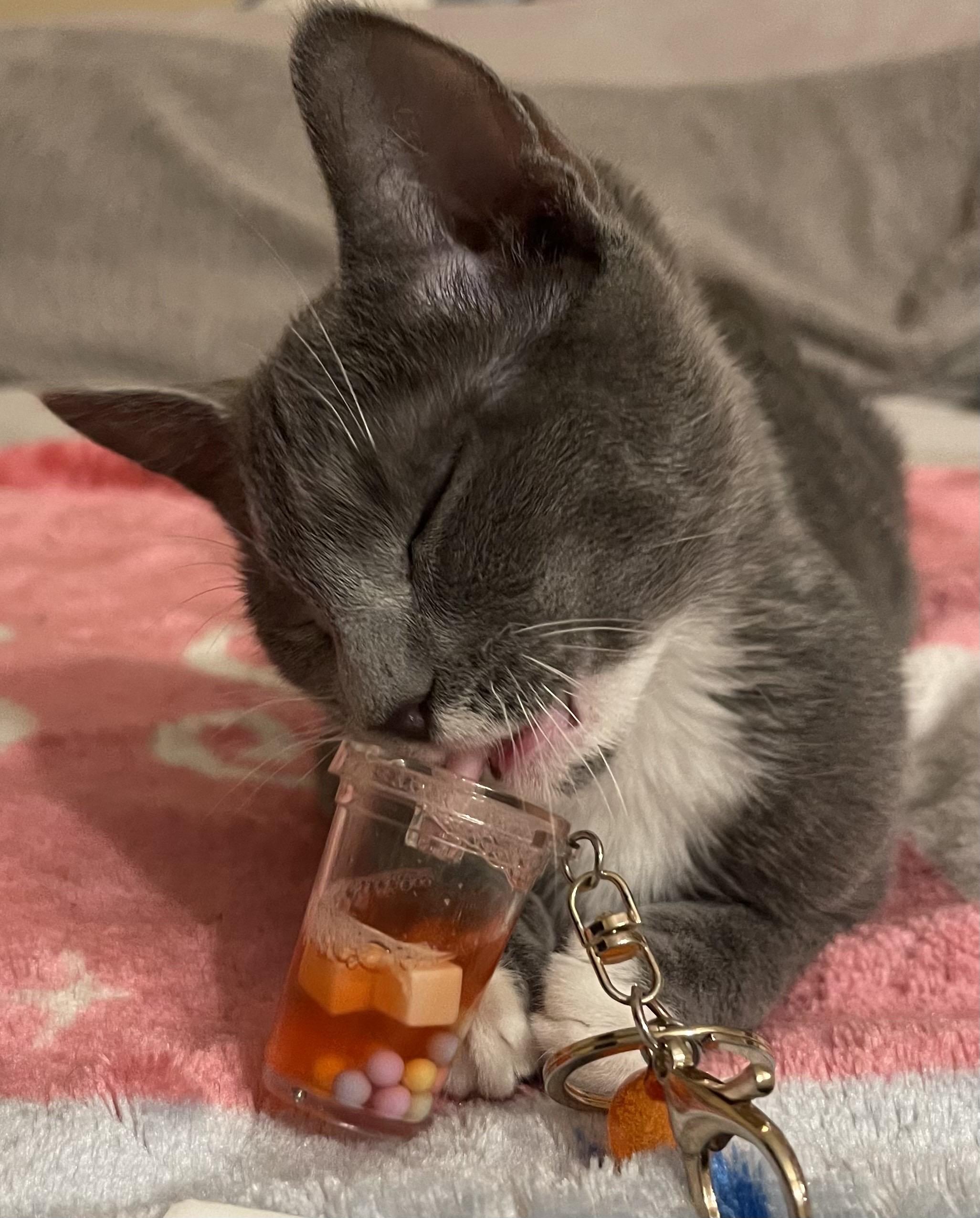 Ms. Biscuits, Adoptable, Young Female Domestic Short Hair.