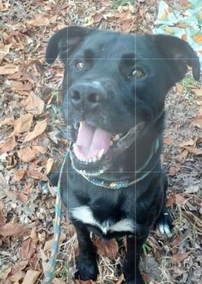 Enlarge Duke, a Adoptable mixed breed in Saint Clairsville, OH image 1/3