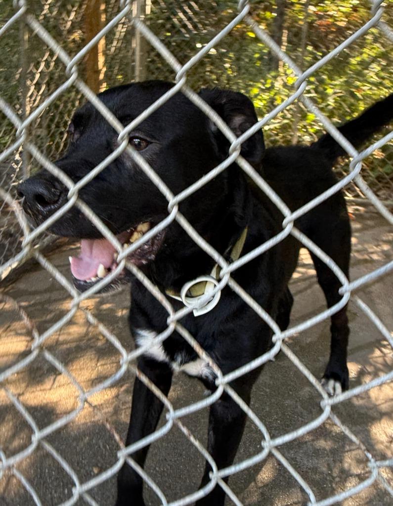 Enlarge Duke, a Adoptable mixed breed in Saint Clairsville, OH image 2/3