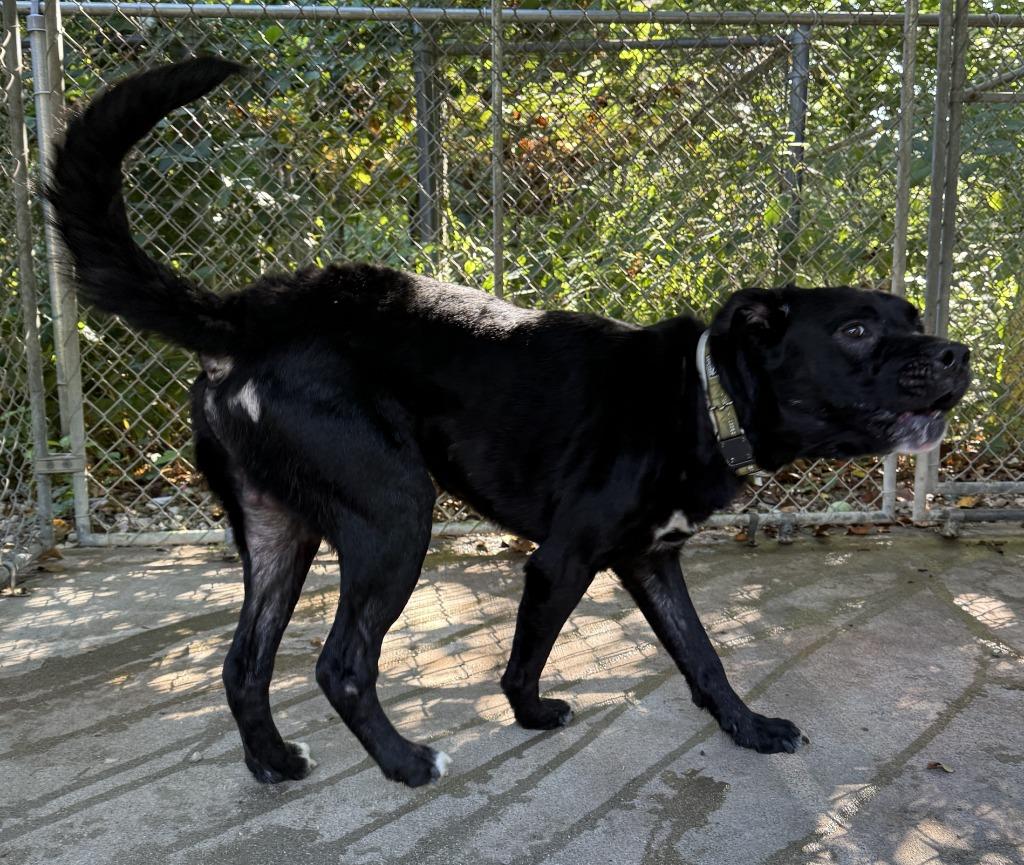 Enlarge Duke, a Adoptable mixed breed in Saint Clairsville, OH image 3/3