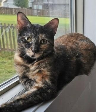Mistletoes, Adoptable, Young Female Tortoiseshell.