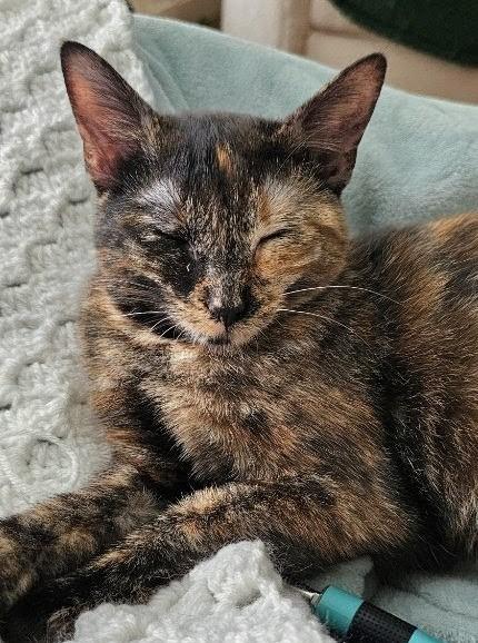 Mistletoes, a Adoptable mixed breed in Olathe, KS image 1/6