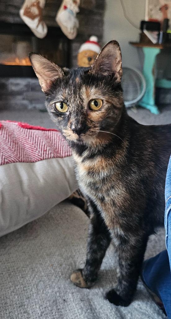 Mistletoes, a Adoptable mixed breed in Olathe, KS image 2/6