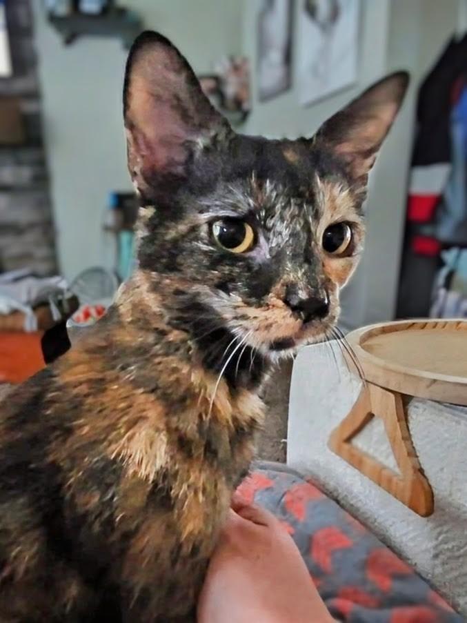 Mistletoes, a Adoptable mixed breed in Olathe, KS image 2/6