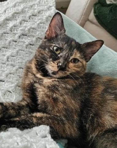 Mistletoes, a Adoptable mixed breed in Olathe, KS image 3/6