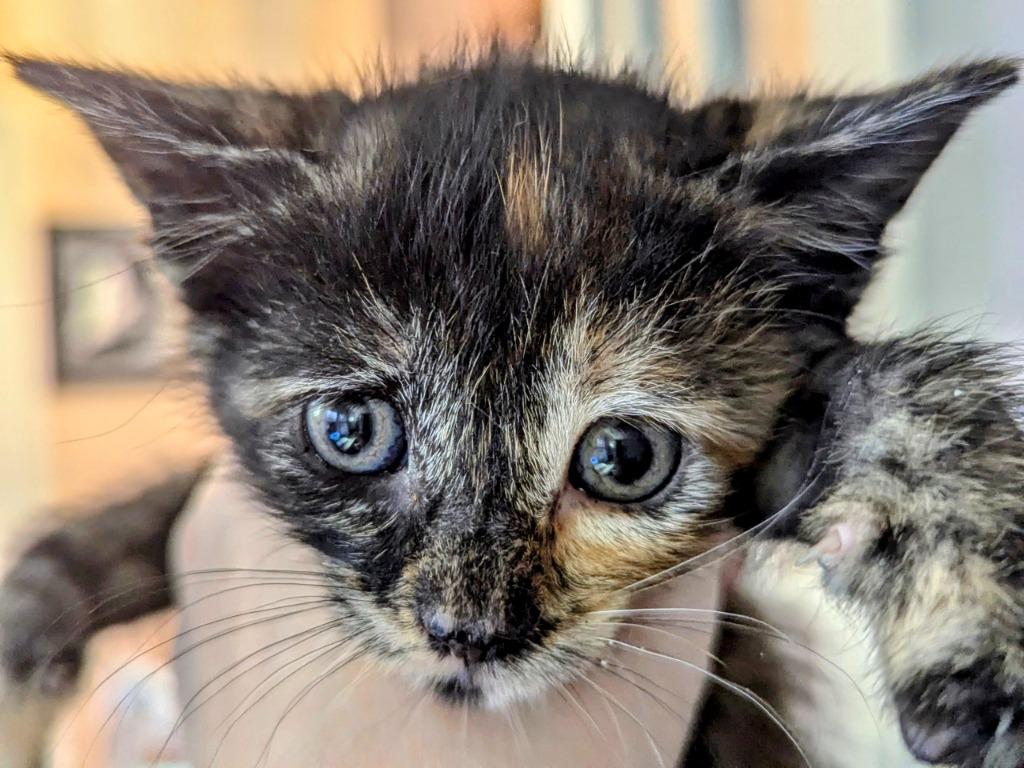 Mistletoes, a Adoptable mixed breed in Olathe, KS image 4/6