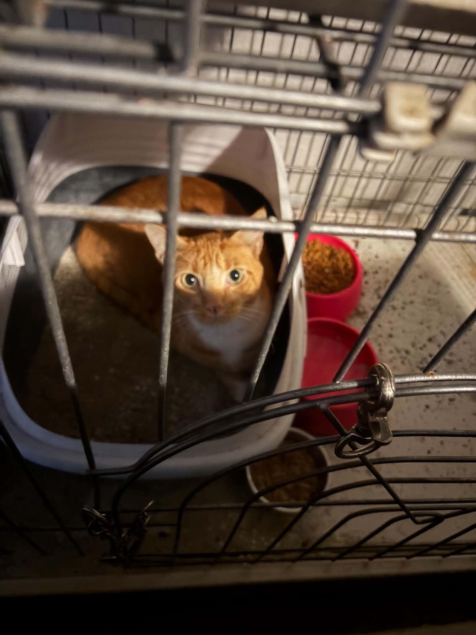 Sebastian, ADOPTABLE, Adult Male Domestic Short Hair.