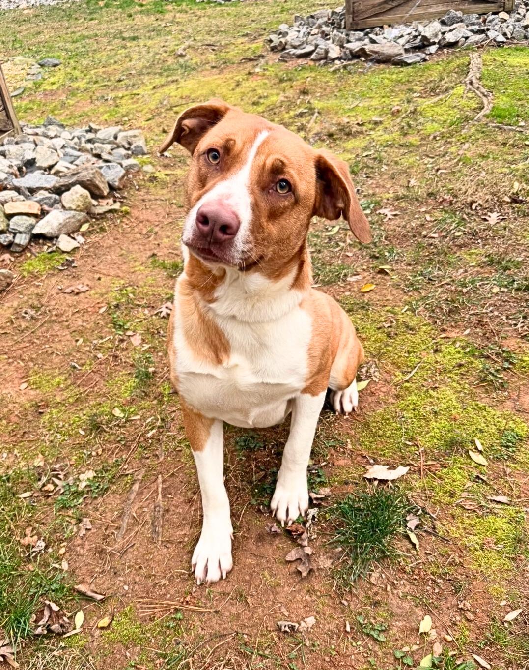 Enlarge Rabbit , a ADOPTABLE mixed breed in Dahlonega, GA image 1/1