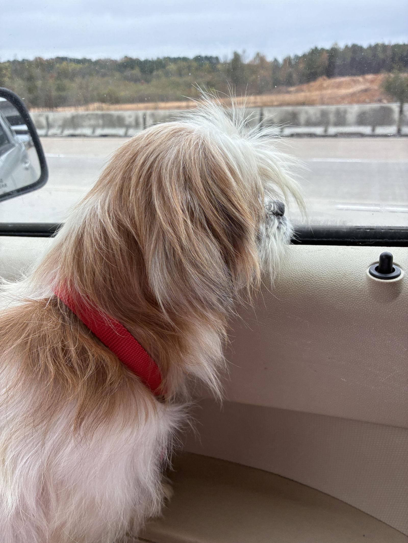Ben, a Adoptable Shih Tzu in Durham, NC image 1/3