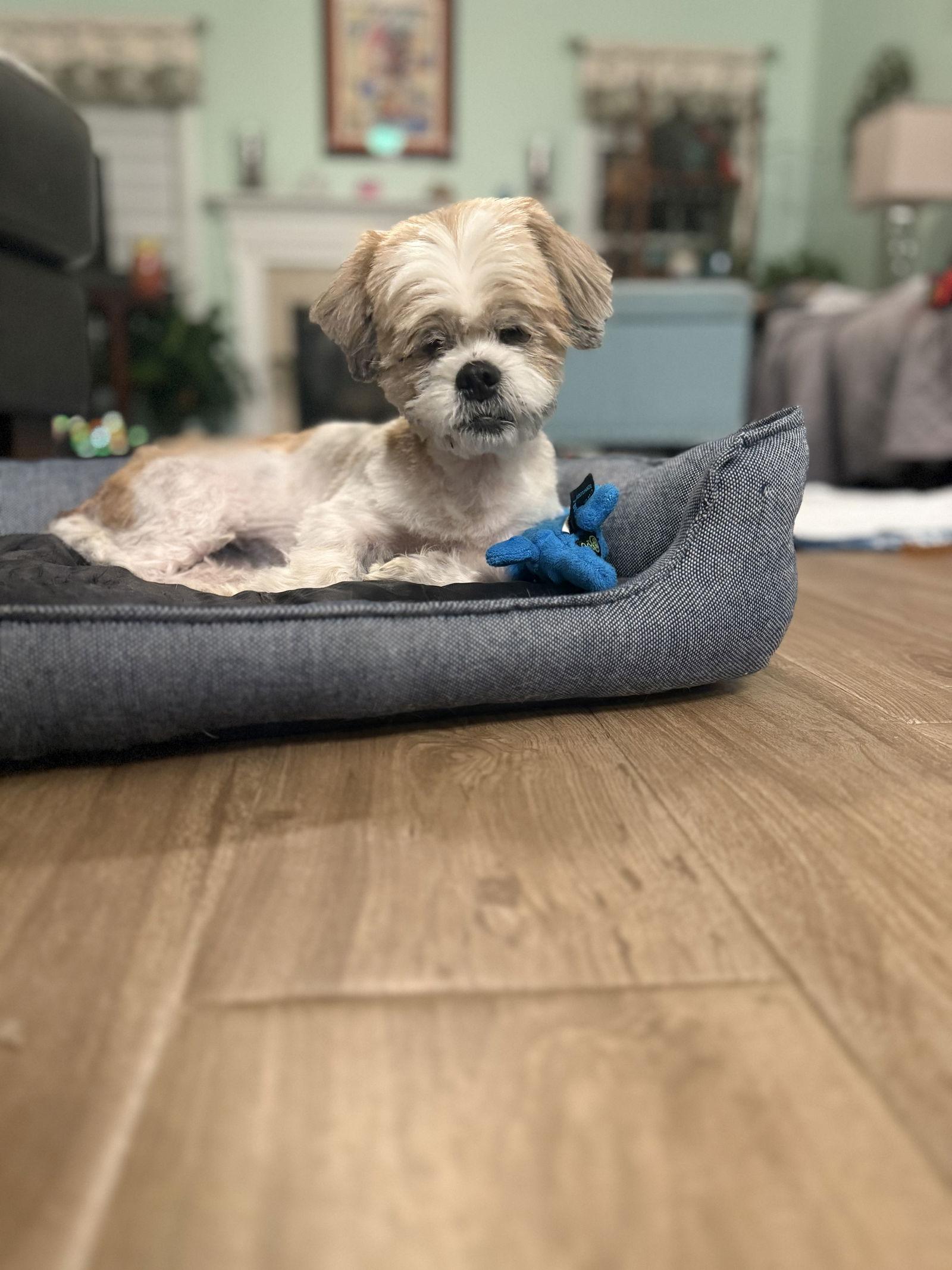 Ben, Adoptable, Senior Male Shih Tzu.