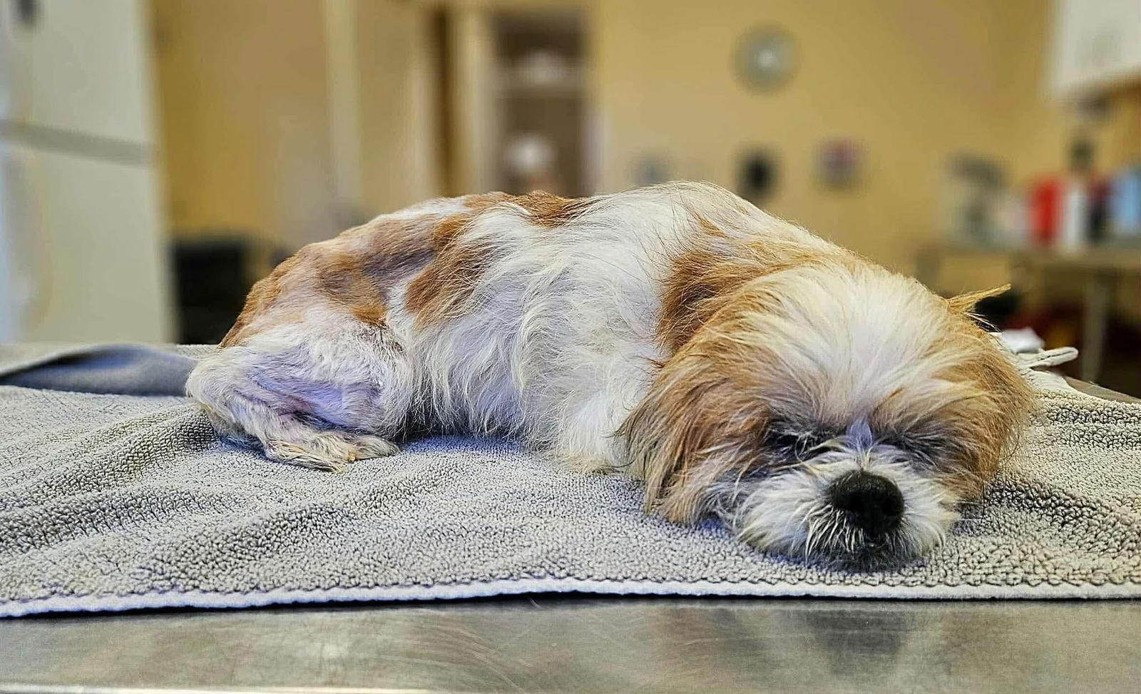 Ben, Adopted, Senior Male Shih Tzu.