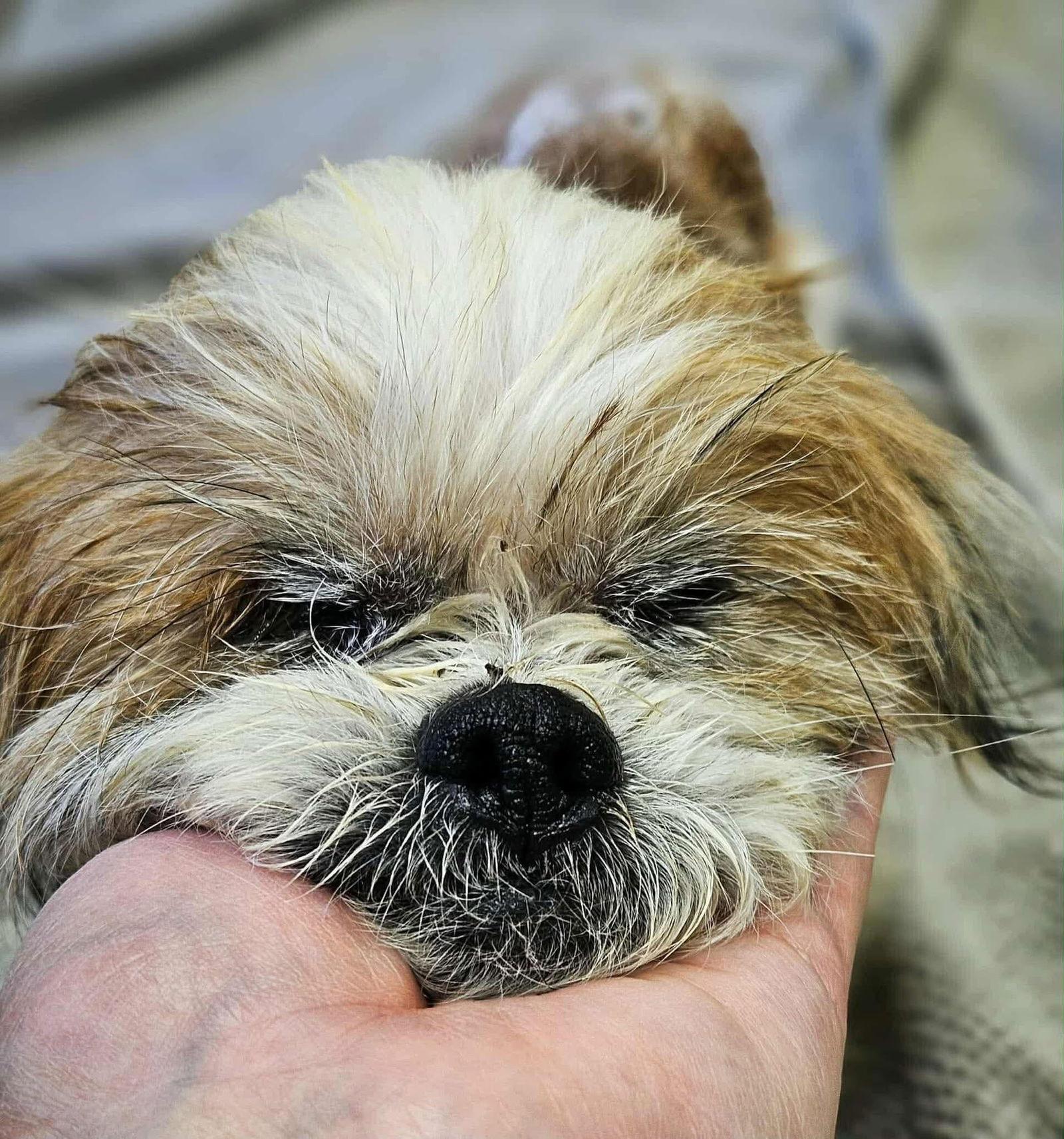 Ben, a Adoptable Shih Tzu in Durham, NC image 3/3