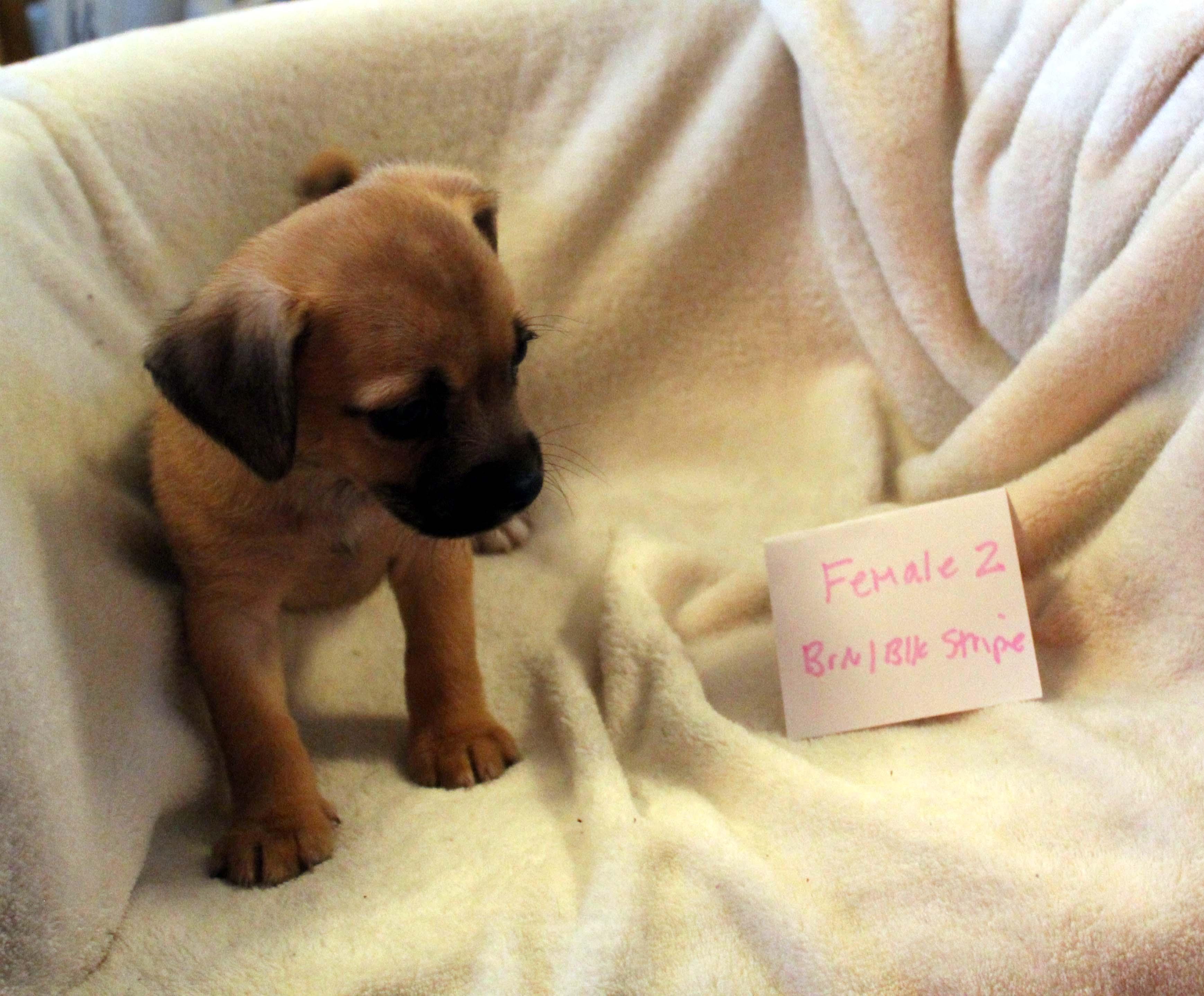CHIHUAHUA PUPPY (FEMALE #2 BROWN)
