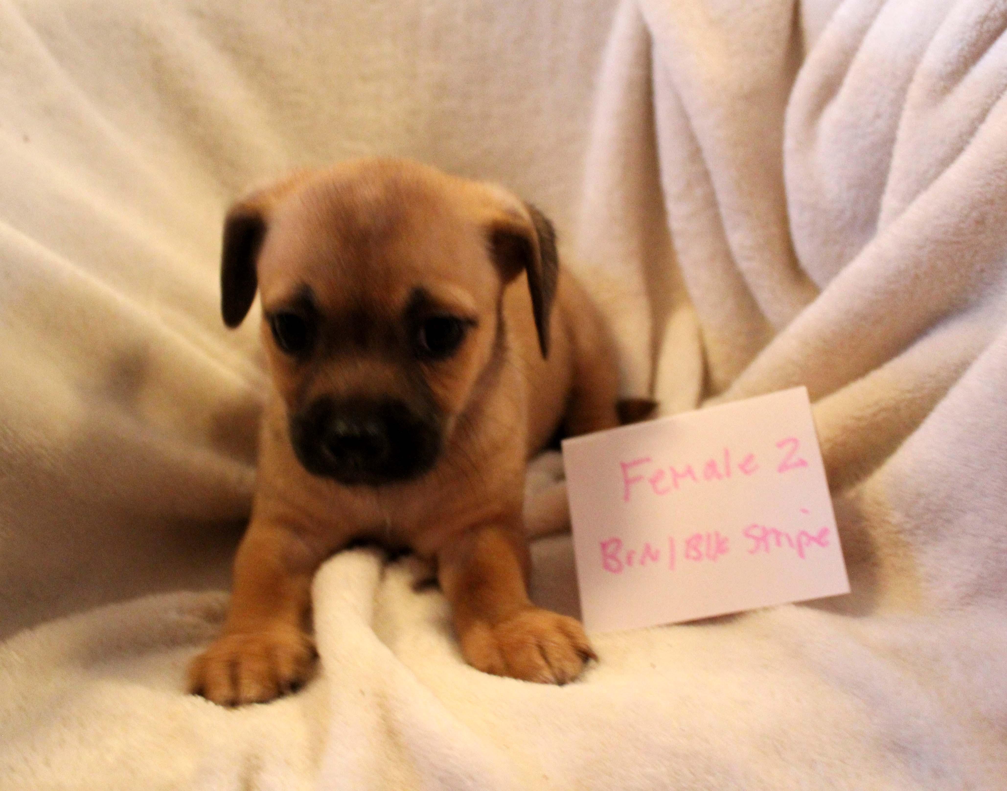 CHIHUAHUA PUPPY (FEMALE #2 BROWN), Adoptable, Puppy Female Chihuahua & Dachshund.