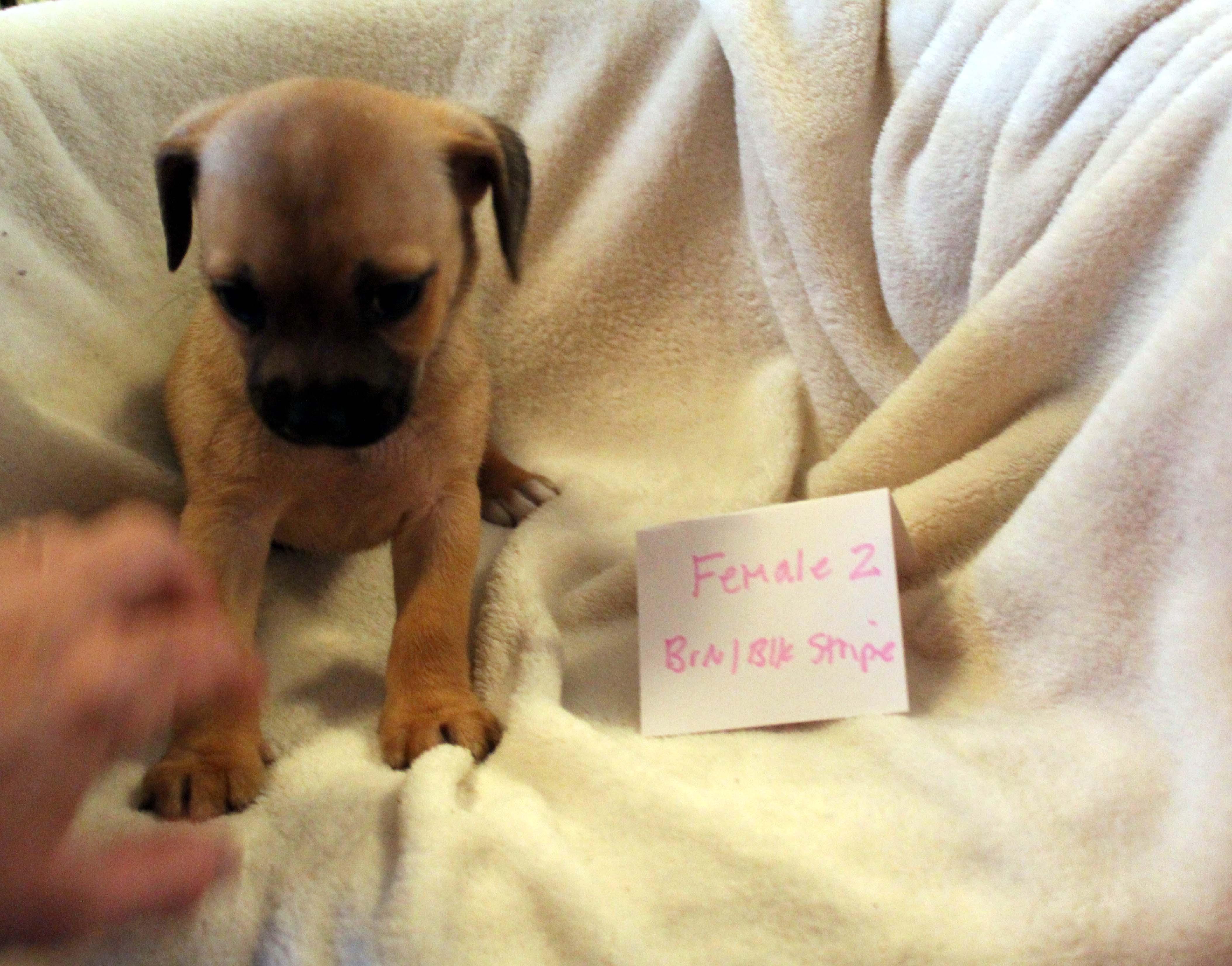 CHIHUAHUA PUPPY (FEMALE #2 BROWN)