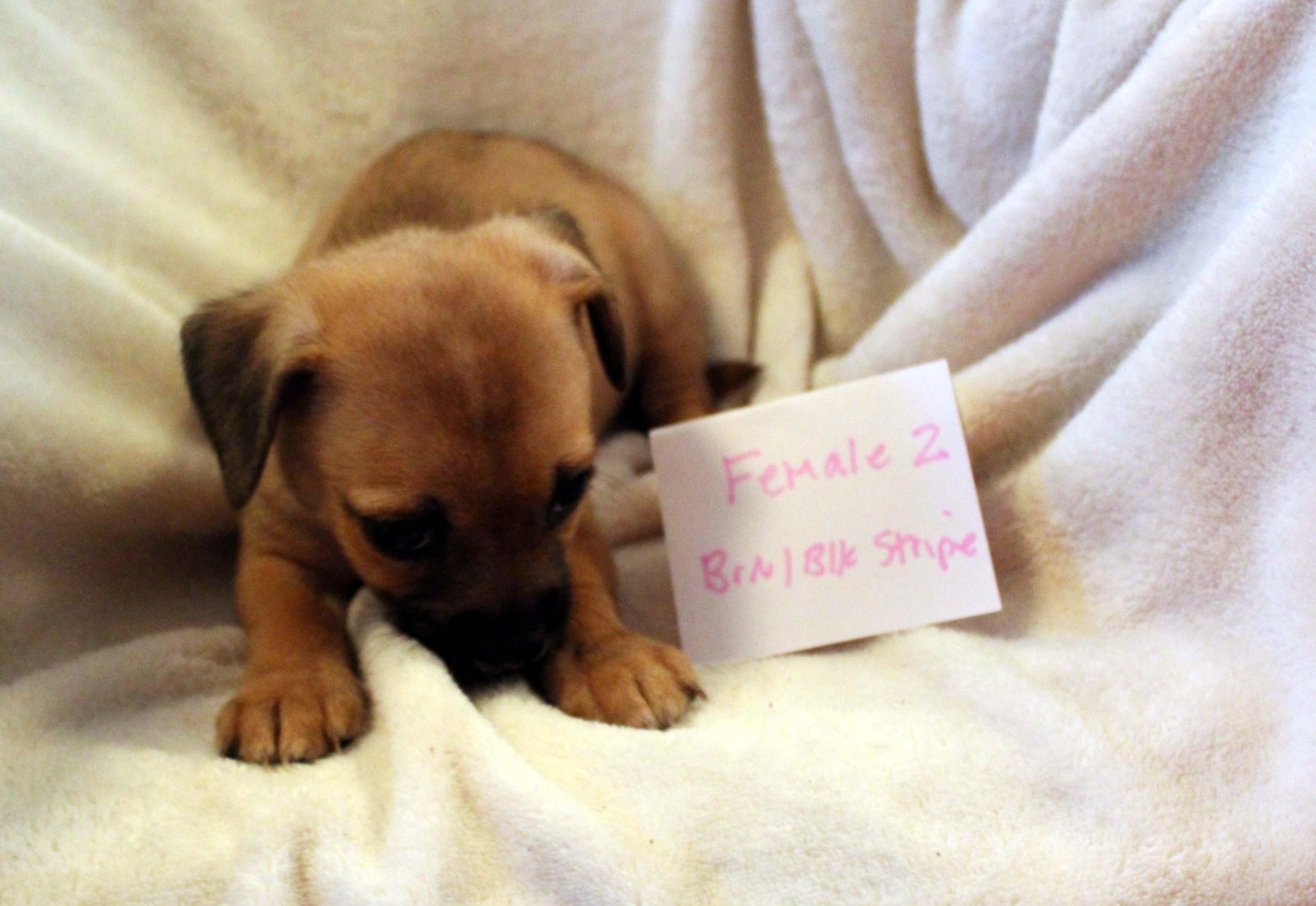 CHIHUAHUA PUPPY (FEMALE #2 BROWN)