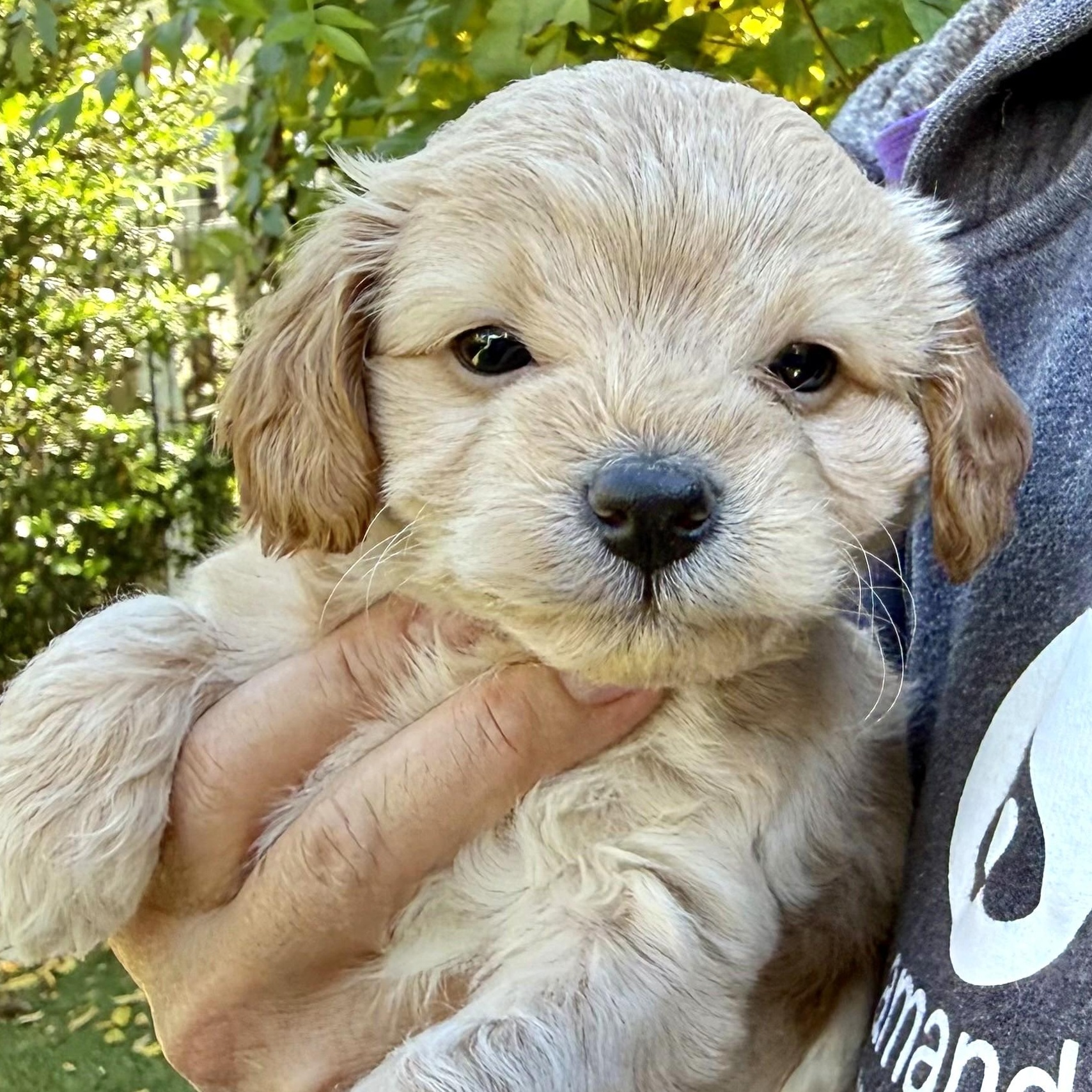 Cashew, adopted, Puppy Male Miniature Poodle.
