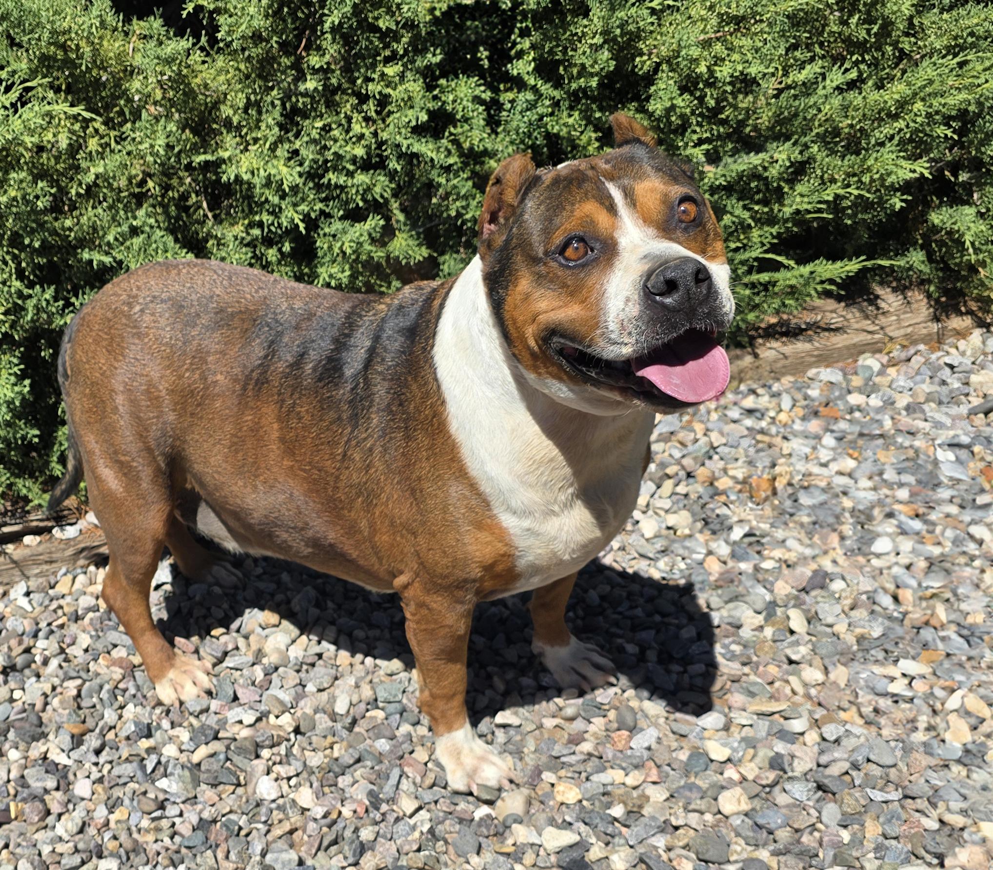 Enlarge Tolerant Mr Topo True Gentleman, a Adoptable American Staffordshire Terrier in Albuquerque, NM image 4/5