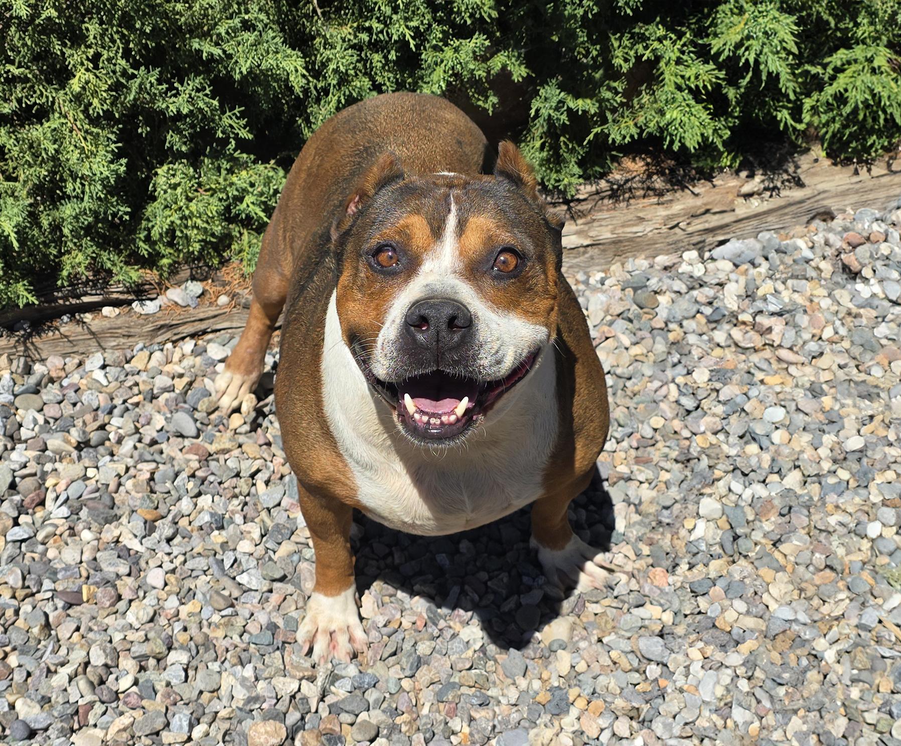 Enlarge Tolerant Mr Topo True Gentleman, a Adoptable American Staffordshire Terrier in Albuquerque, NM image 2/5