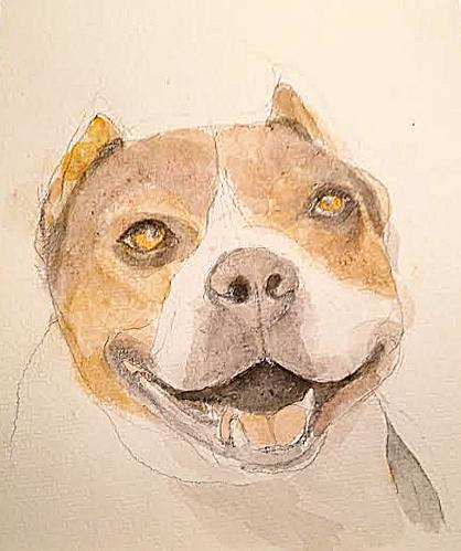 Enlarge Tolerant Mr Topo True Gentleman, a Adoptable American Staffordshire Terrier in Albuquerque, NM image 3/5