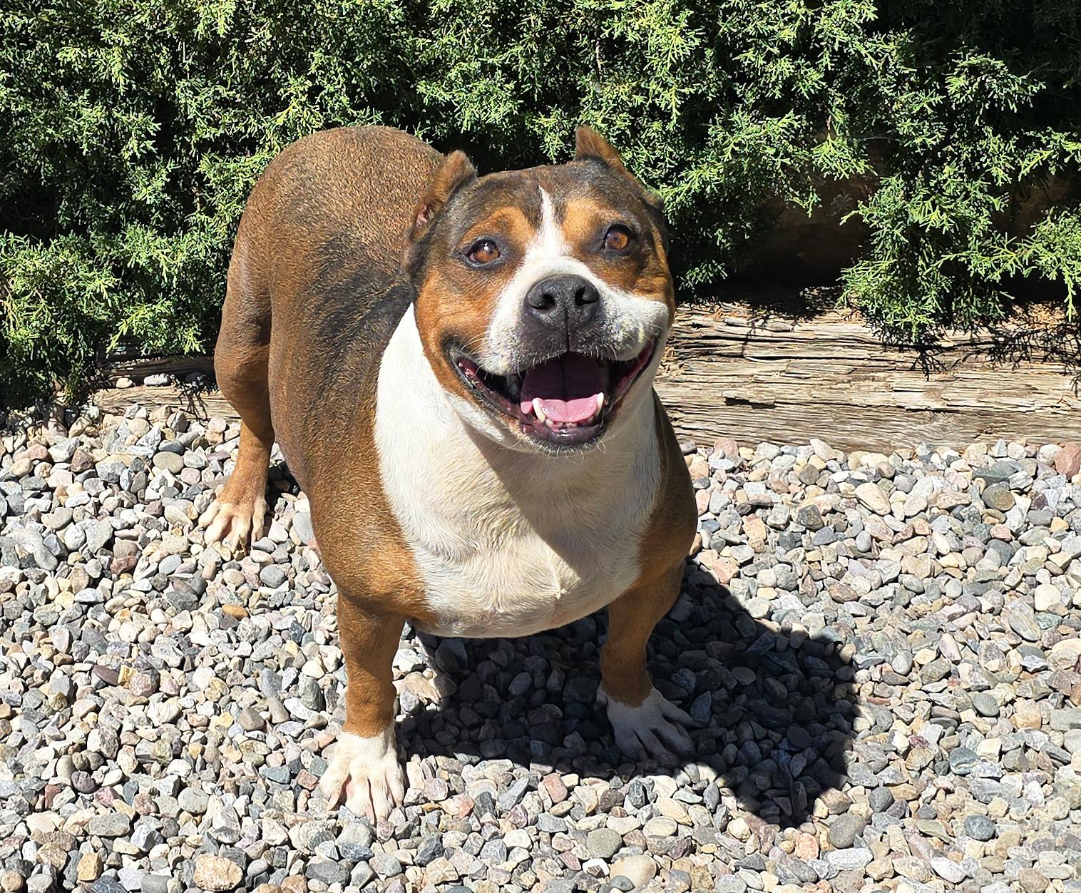 Enlarge Tolerant Mr Topo True Gentleman, a Adoptable American Staffordshire Terrier in Albuquerque, NM image 5/5