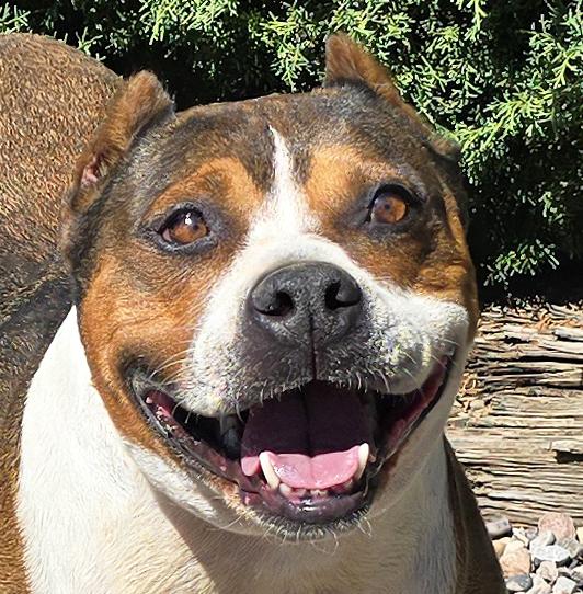 Tolerant Mr Topo True Gentleman, Adoptable, Young Male American Staffordshire Terrier.