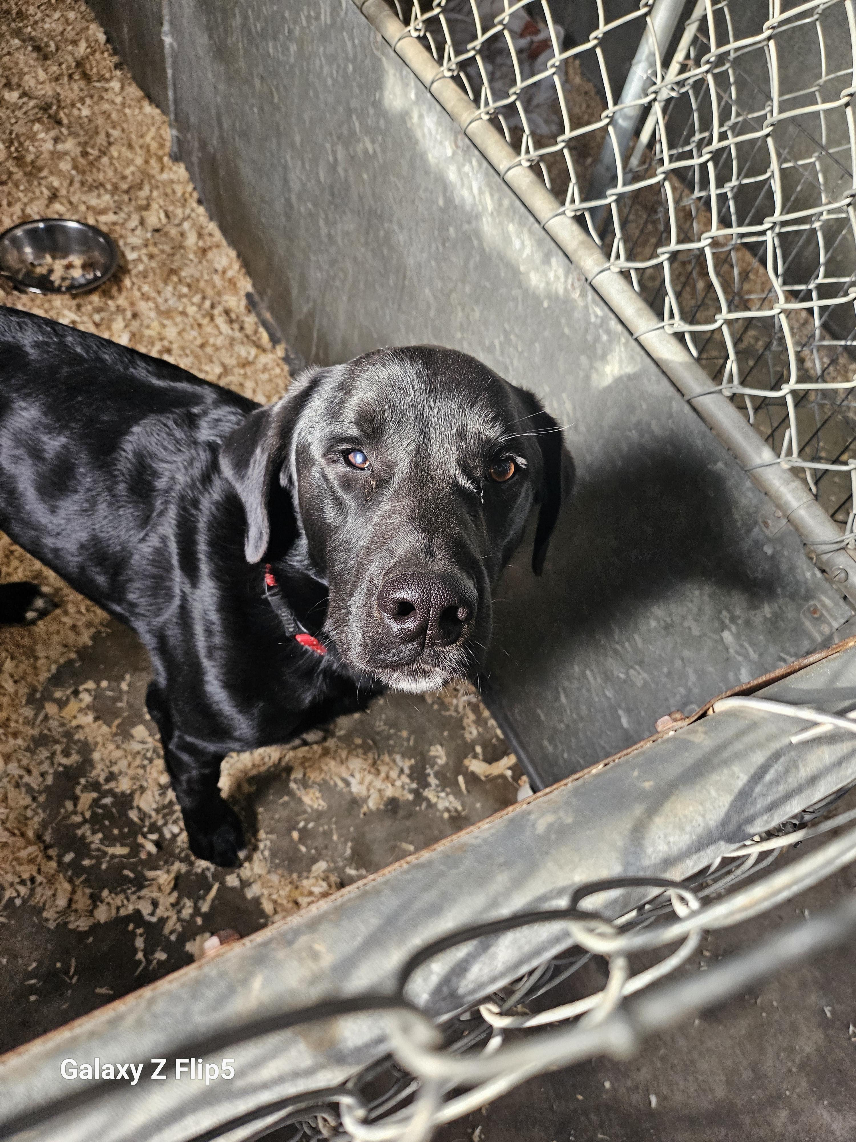 Java, Adoptable, Young Male Labrador Retriever & Great Dane.