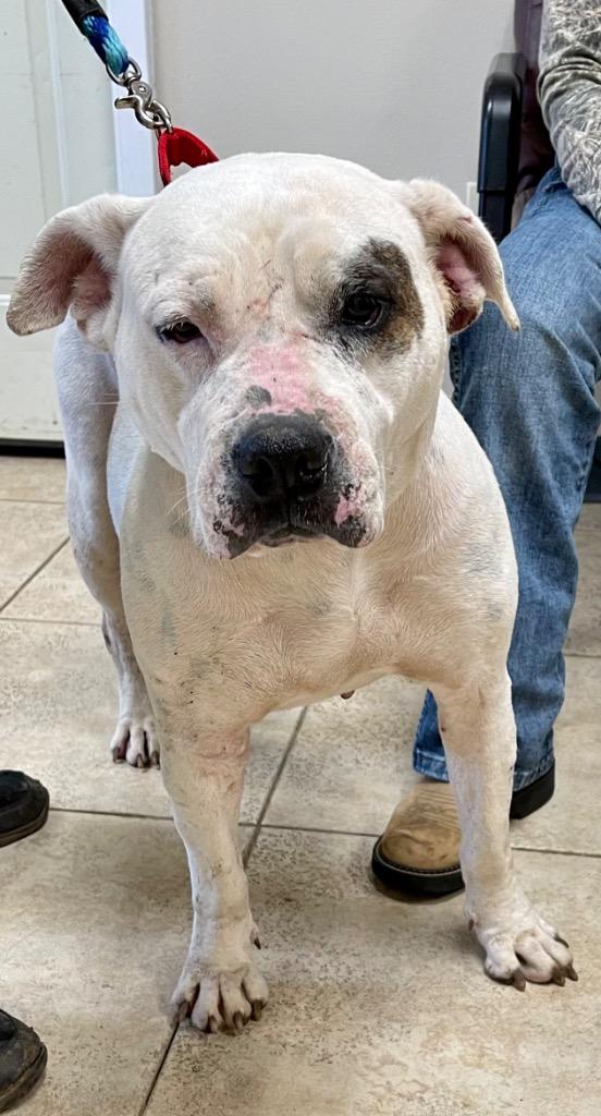 Enlarge Lady Luck, a Adoptable mixed breed in Gilmer, TX image 1/6