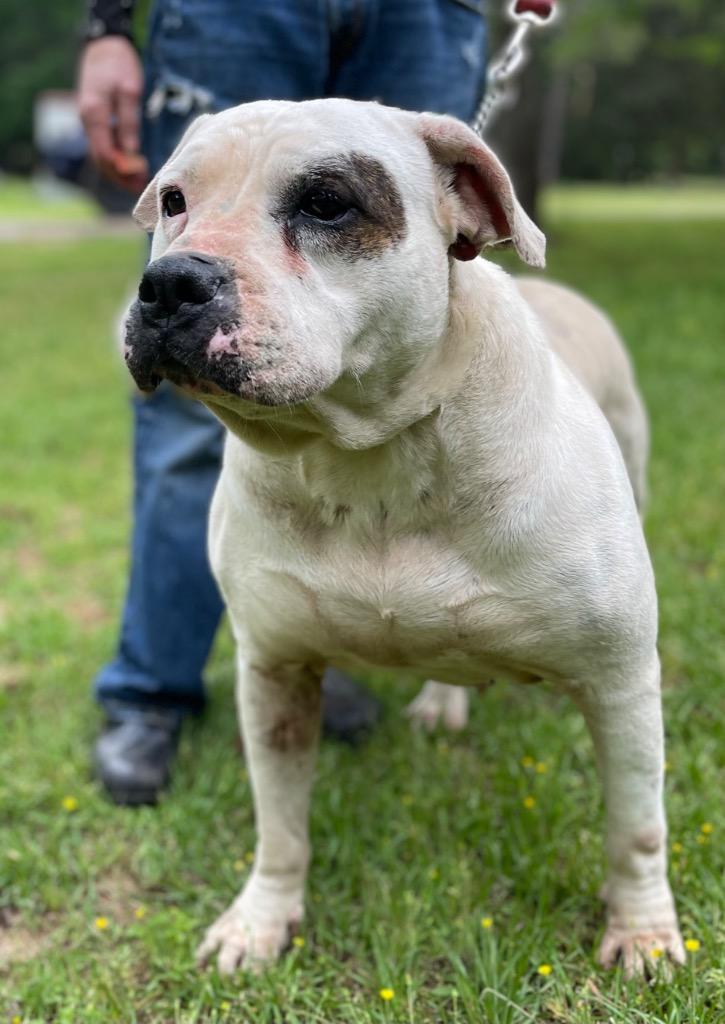 Lady Luck, a Adoptable mixed breed in Gilmer, TX image 1/6