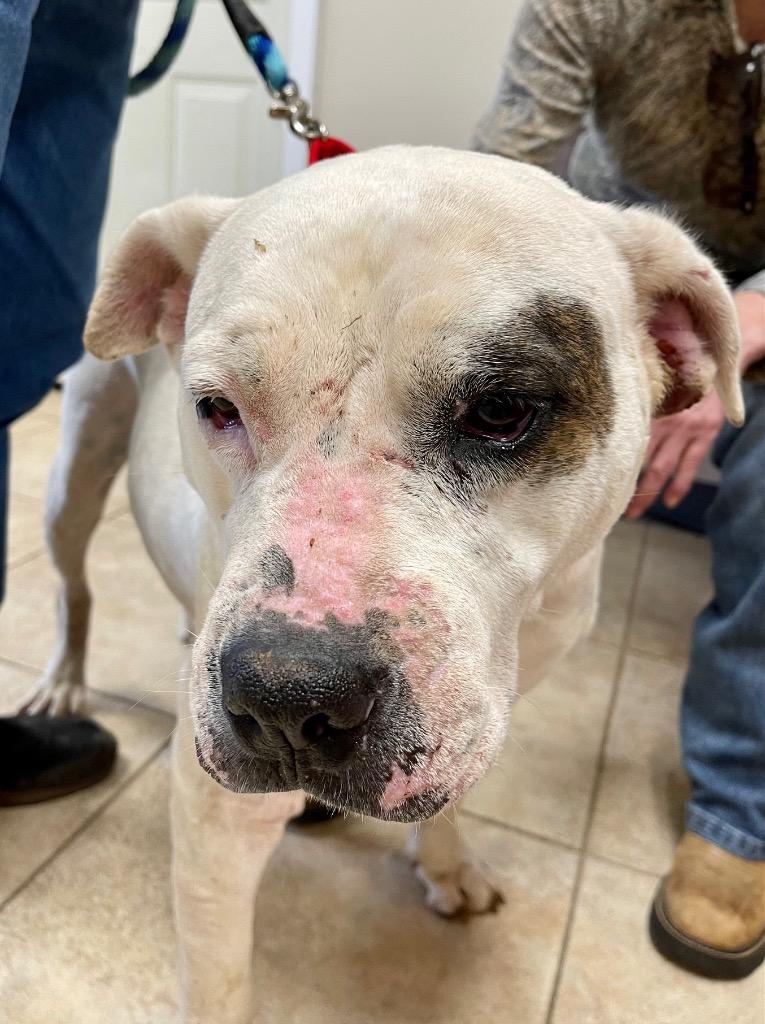 Enlarge Lady Luck, a Adoptable mixed breed in Gilmer, TX image 2/6