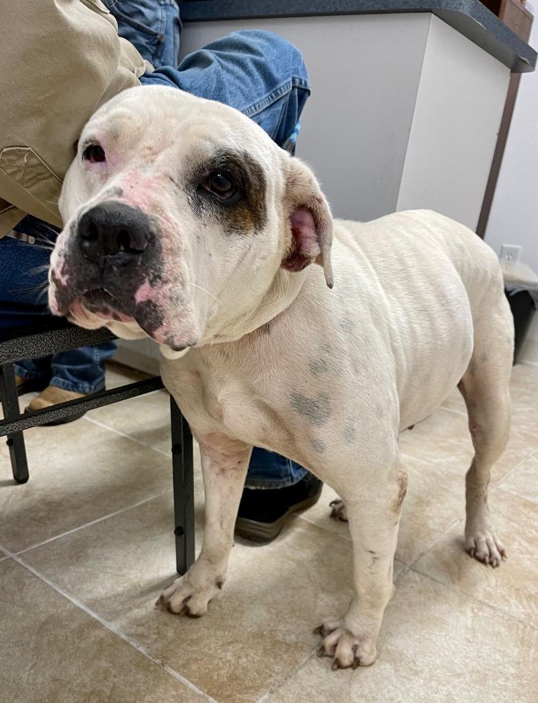 Lady Luck, a Adoptable mixed breed in Gilmer, TX image 2/6