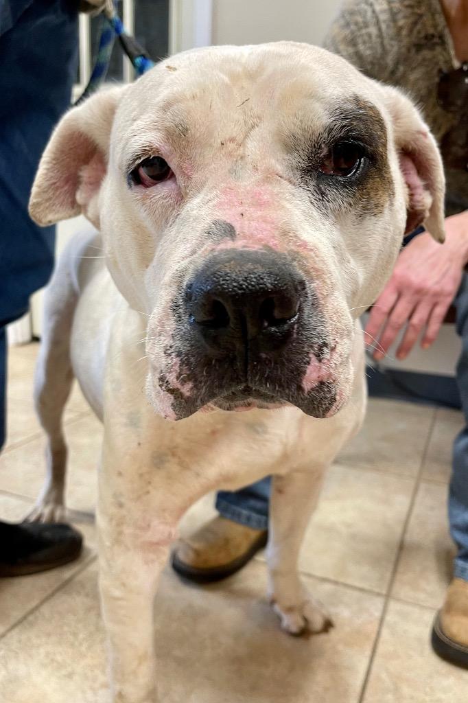 Enlarge Lady Luck, a Adoptable mixed breed in Gilmer, TX image 5/6