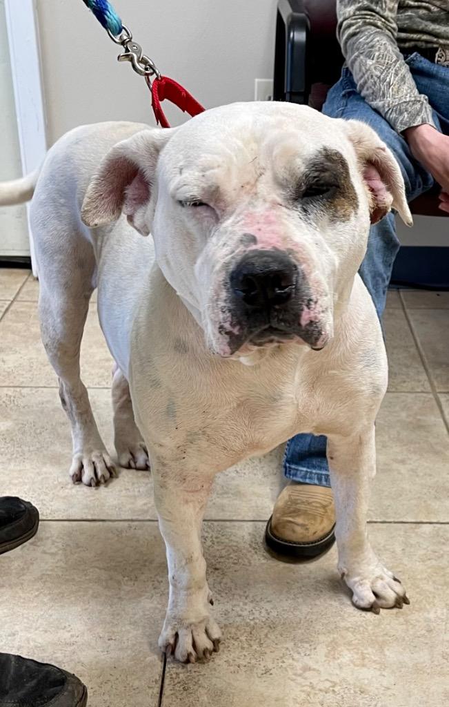 Enlarge Lady Luck, a Adoptable mixed breed in Gilmer, TX image 6/6