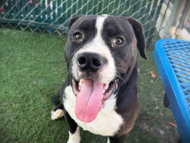 Enlarge JELLY, a Adoptable Pit Bull Terrier in Bonita, CA image 1/1