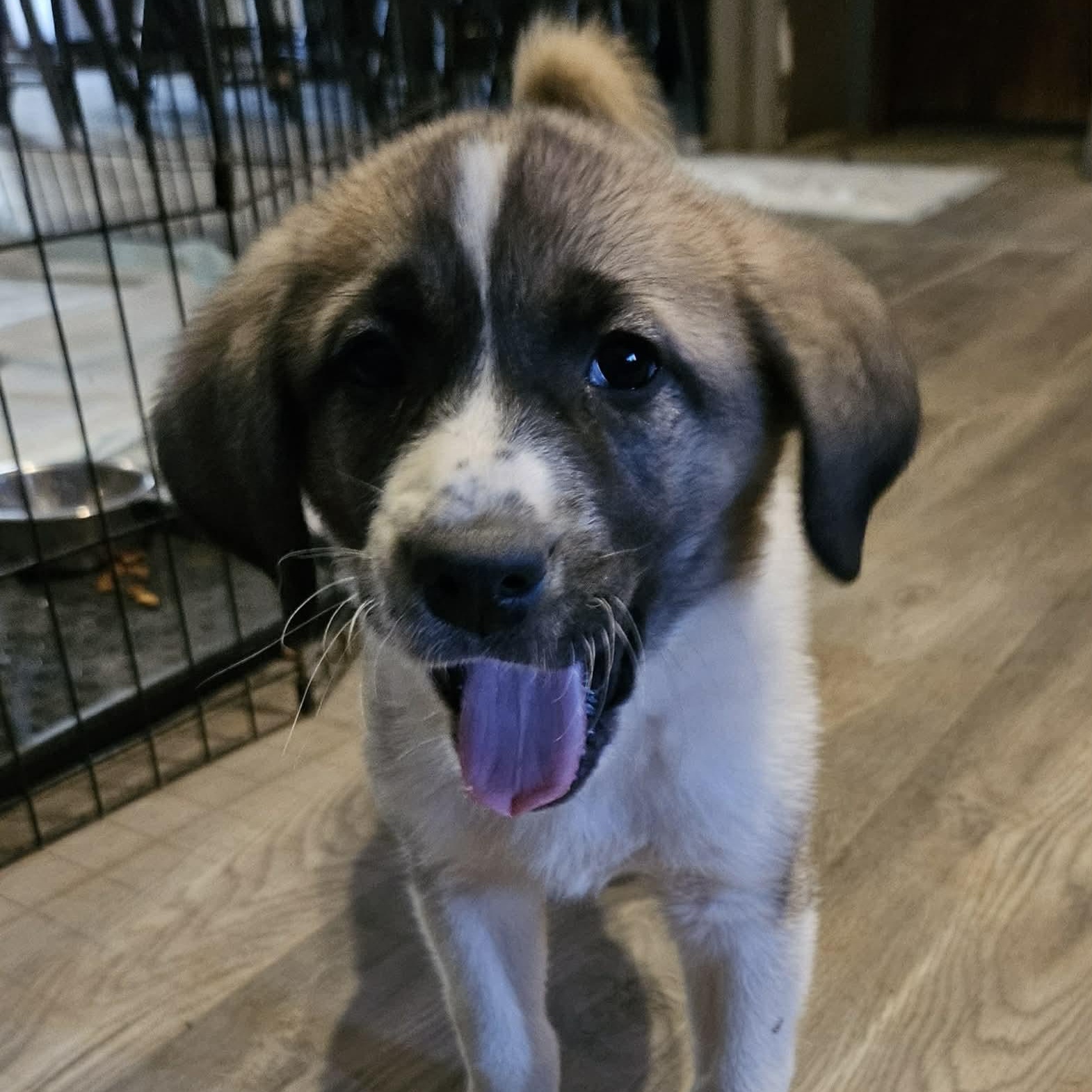 Enlarge Athena, a ADOPTABLE mixed breed in Brockport, NY image 4/6