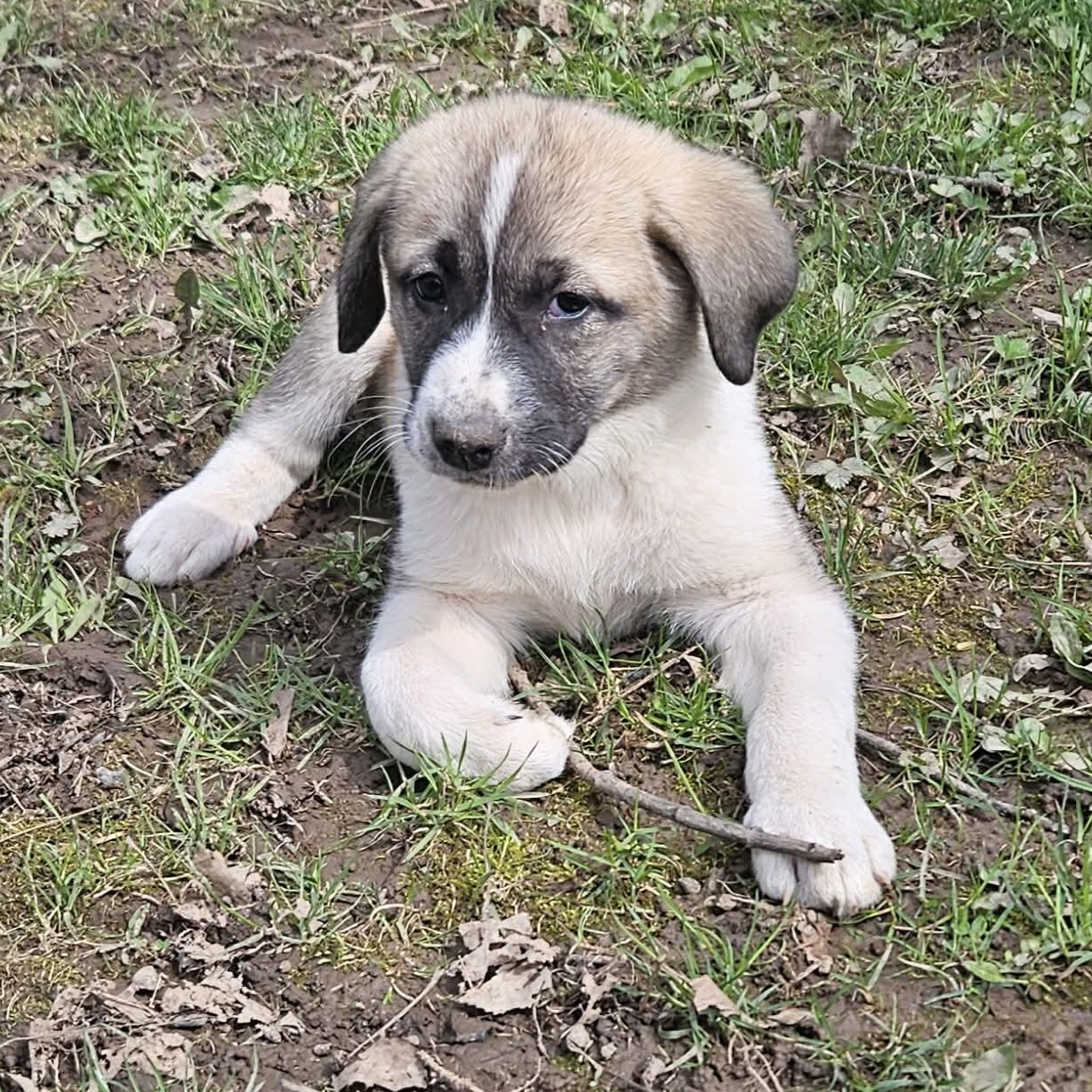 Enlarge Athena, a ADOPTABLE mixed breed in Brockport, NY image 2/6