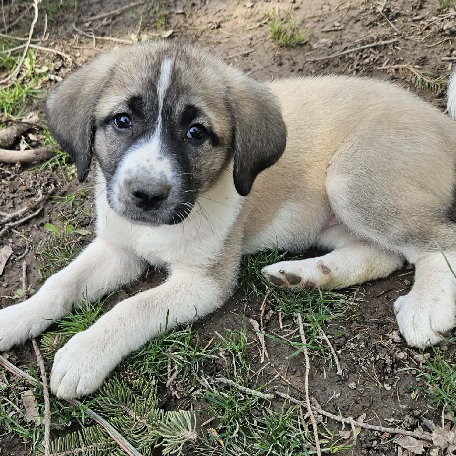 Enlarge Athena, a ADOPTABLE mixed breed in Brockport, NY image 5/6