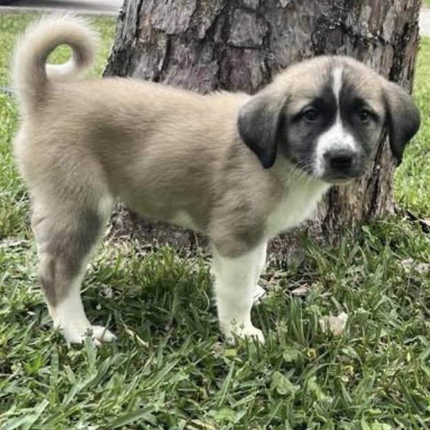 Enlarge Athena, a ADOPTABLE mixed breed in Brockport, NY image 1/6