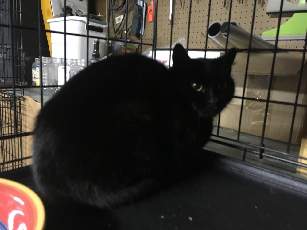 Starlet (Sunflower Ridge Road #2 4/29/21), Adopted, Adult Female Domestic Short Hair.