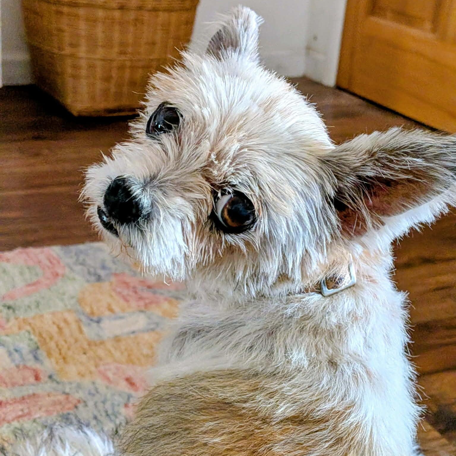 Enlarge Pippy, a Adopted Yorkshire Terrier in Marana, AZ image 3/4