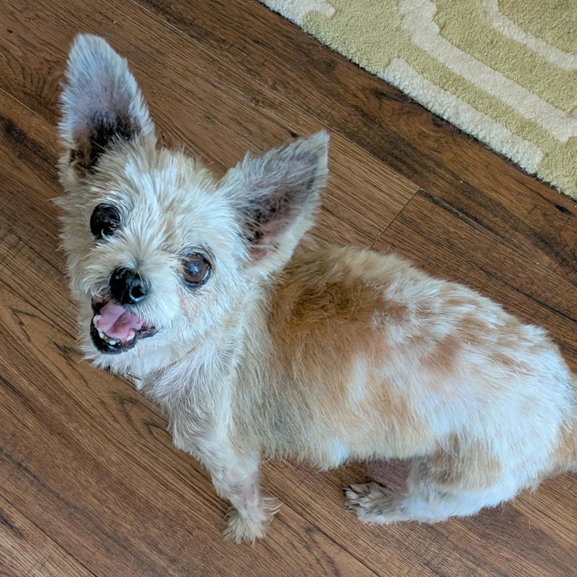 Pippy, Adopted, Adult Female Yorkshire Terrier.