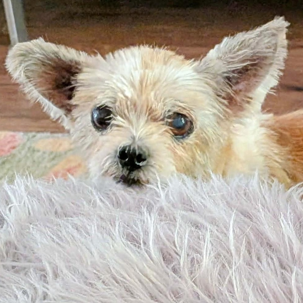 Enlarge Pippy, a Adopted Yorkshire Terrier in Marana, AZ image 4/4